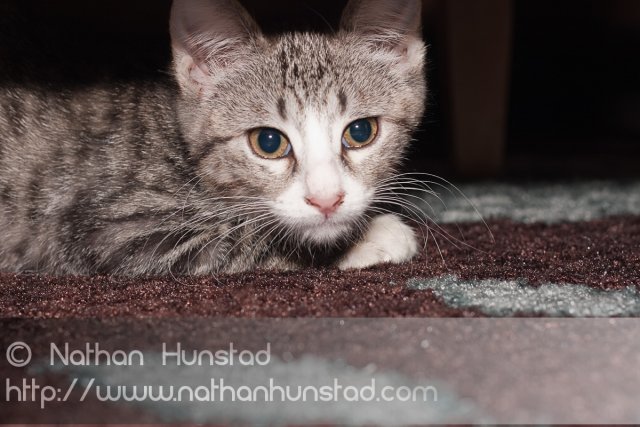 ???? hiding under the table